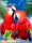 Love_Parrots_Nok_240x320_S40_a220.nth